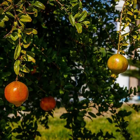 Appartamento Callistos Pescoluse *